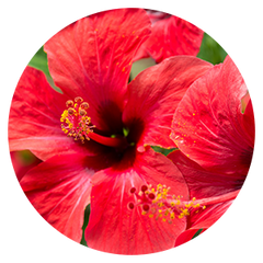 Eine Blüte der Hibiskuspflanze