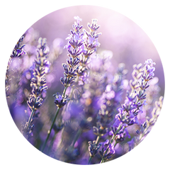 Nahaufnahme mehrerer Lavendelblüten